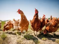 Chickens — الصورة 1