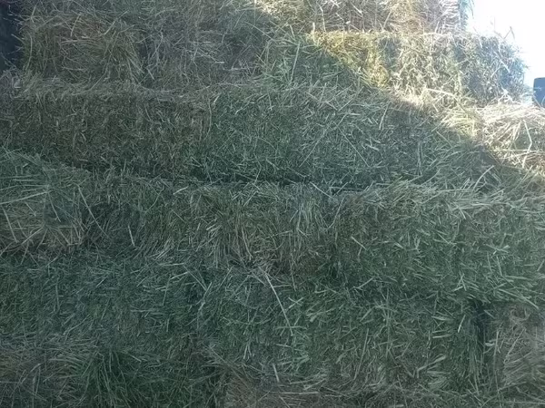 Կորնգանի տուկ այս տարվա
