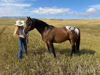At, Horses of Sable Island — foto 5