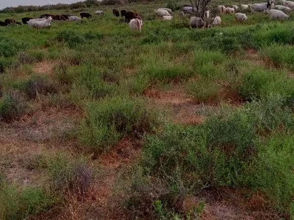 Goat, Goats