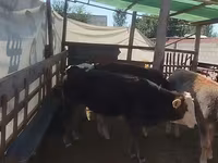 Toro, Ganado vacuno — foto 2