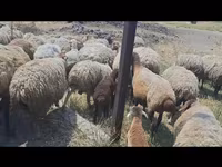 Sheep, Sheep — photo 5
