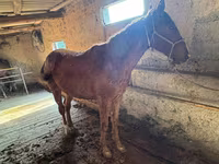 Koń, Horse breed — zdjęcie 2