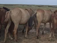 Madyan, Mugalzhar horse — foto 4
