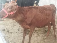 Krowa, Red Estonian cattle — zdjęcie 3