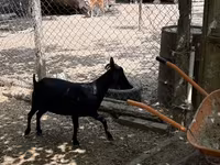 Dişi keçi, Murcia-Granada goats — foto 7