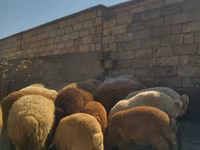 Ram, Sheep — photo 4
