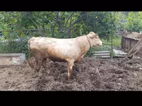 Cattle (batch, sex not specified), Cattle — photo 3