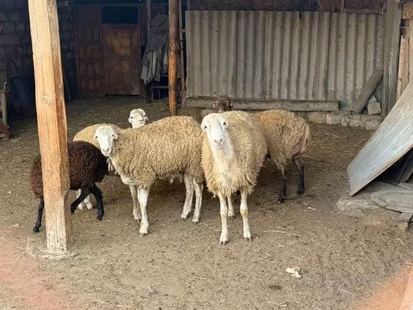 Qoç, Qoyunlar