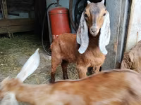 Keçi, Nubian Goat — foto 5