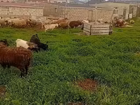 भेड़ें (लॉट, लिंग निर्दिष्ट नहीं), भेड़ — फ़ोटो 2