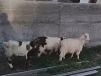 Goat, Nubian Goat — photo 3