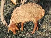 Sheep (batch, sex not specified), Sheep — photo 5