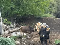 母牛, Cattle — 照片 2