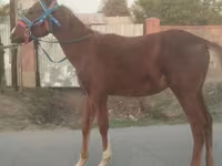 Cavalo, Russian Don — foto 1