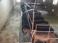 公羊, Sheep — 照片 3