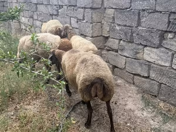 Qoyunlar (partiya, cinsi göstərilməyib), Qoyunlar