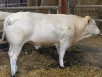 Buğa, Blonde d’Aquitane cattle — foto 5