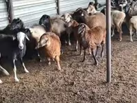 كبش, Adal sheep — الصورة 3