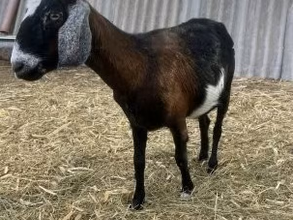 Taka, Alpine goat
