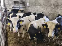सांड, Russian Black pied cattle — फ़ोटो 1