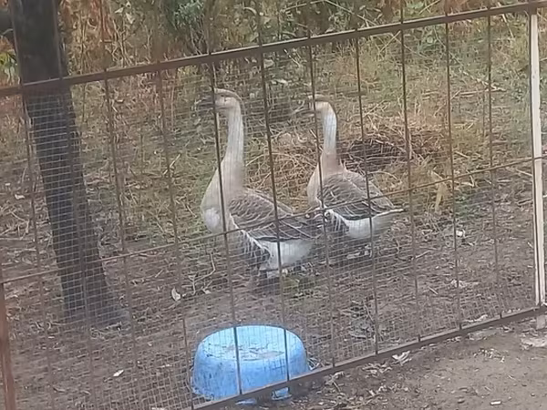 Geese