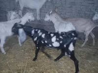Keçi, Beetal goats — foto 6