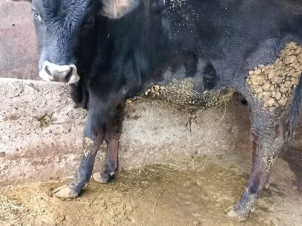 Buqa, Russian Black pied cattle