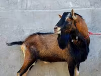 Cabra, Alpine goat — foto 2