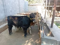 Býk, Swiss cattle — foto 5
