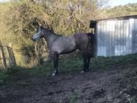 At, Arabian horse — foto 7