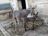 Ewwey südu satılır min derde derman esasen de xerceng qizilca ve goy — Foto 1