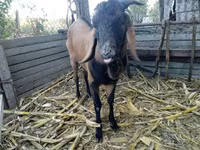 Keçi, Nubian Goat — foto 5