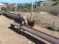 Billy Goat, Goats — photo 4