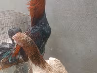 Chickens — 4-rasm