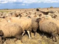 Sheep, Sheep — photo 5
