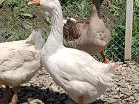 Geese — photo 4