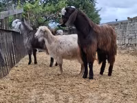 山羊（批次，未指定性别）, Goats — 照片 2