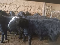 Beran, Rhon sheep — foto 2