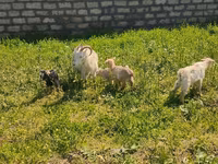 Goat, Goats — photo 8
