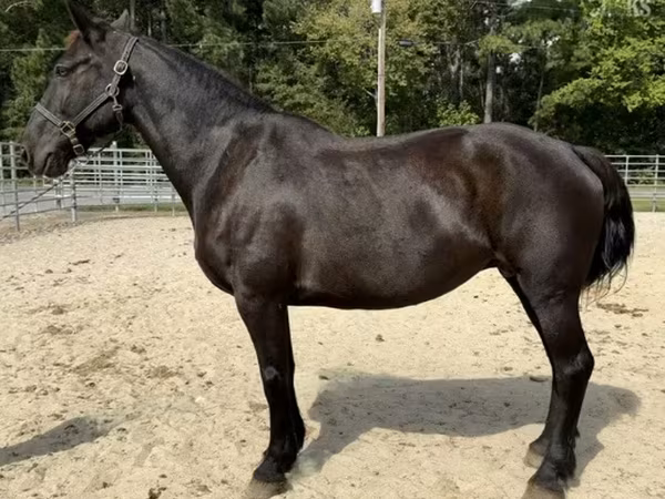 Stute, Percheron