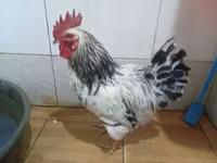 Chickens — foto 5