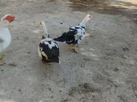 家养麝香鸭 — 照片 3
