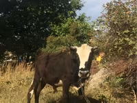 Toro, Hereford — foto 2