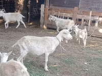 Goat, Dutch Landrace goats — photo 7