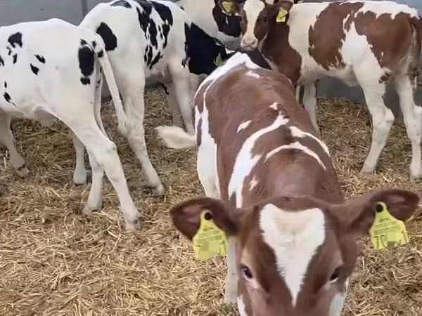 母牛, Russian Black pied cattle