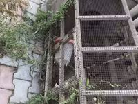 Taxta və metal tor konstruksiyalı quş qəfəsi/volyeri. Uzunsov formada — foto 2