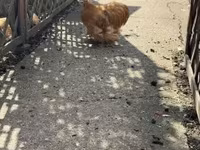 Pekin Bantam — foto 1