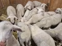 Carneiro, Merinoland sheep — foto 2