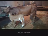 母牛, Cattle — 照片 5